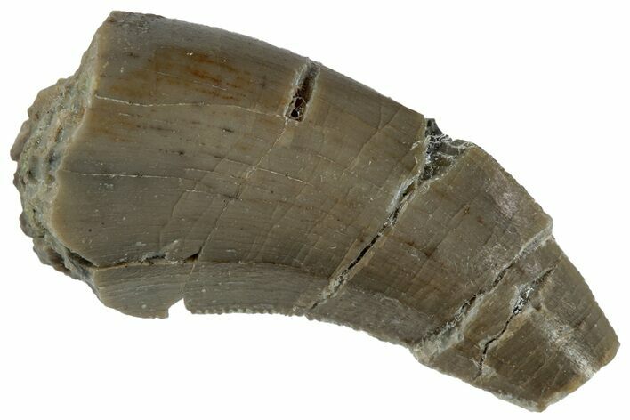 Serrated Megalosaurid (Marshosaurus) Tooth - Colorado #261683